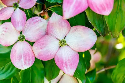 Cornus kousa 'Satomi'® (Japanse grootbloemige kornoelje 'Satomi') - afbeelding 23
