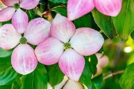 Cornus kousa 'Satomi'® (Japanse grootbloemige kornoelje 'Satomi') - afbeelding 23