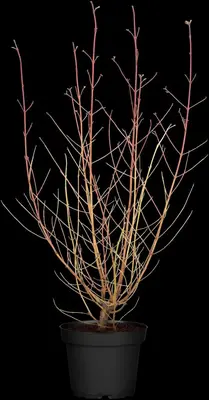 Cornus sanguinea 'Midwinter Fire' (Rode kornoelje 'Midwinter Fire') - afbeelding 2
