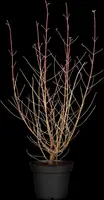 Cornus sanguinea 'Midwinter Fire' (Rode kornoelje 'Midwinter Fire') - afbeelding 2