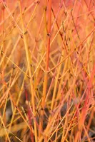 Cornus sanguinea 'Midwinter Fire' (Rode kornoelje 'Midwinter Fire') - afbeelding 4