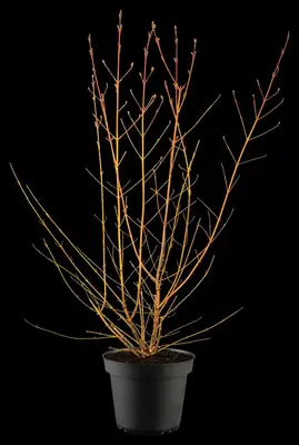 Cornus sanguinea 'Midwinter Fire' (Rode kornoelje 'Midwinter Fire') - afbeelding 6