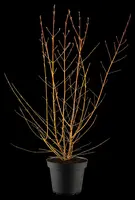 Cornus sanguinea 'Midwinter Fire' (Rode kornoelje 'Midwinter Fire') - afbeelding 6