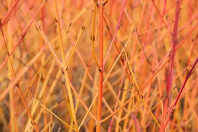 Cornus sanguinea 'Midwinter Fire' (Rode kornoelje 'Midwinter Fire') - afbeelding 3