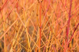 Cornus sanguinea 'Midwinter Fire' (Rode kornoelje 'Midwinter Fire') - afbeelding 3