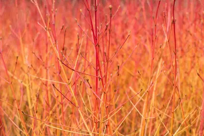 Cornus sanguinea 'Midwinter Fire' (Rode kornoelje 'Midwinter Fire') - afbeelding 5