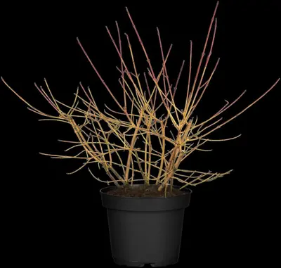 Cornus sanguinea 'Midwinter Fire' (Rode kornoelje 'Midwinter Fire') - afbeelding 1