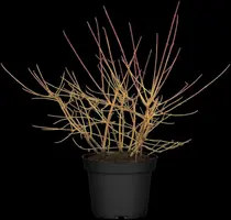 Cornus sanguinea 'Midwinter Fire' (Rode kornoelje 'Midwinter Fire') - afbeelding 1