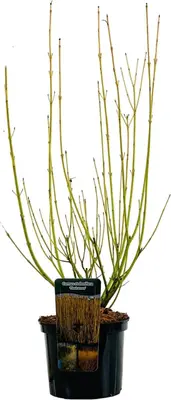 Cornus sericea 'Flaviramea' (Canadese kornoelje) 80cm - afbeelding 2