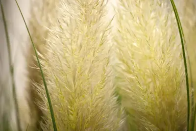 Cortaderia selloana 'Evita' (Pampasgras) 110cm - afbeelding 5