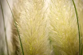 Cortaderia selloana 'Evita' (Pampasgras) 110cm - afbeelding 5