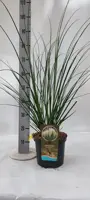 Cortaderia selloana 'Evita' (Pampasgras) 110cm - afbeelding 3