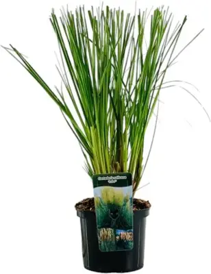 Cortaderia selloana 'Evita' (Pampasgras) 110cm - afbeelding 1