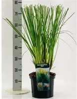 Cortaderia selloana 'Evita' (Pampasgras) 110cm - afbeelding 4