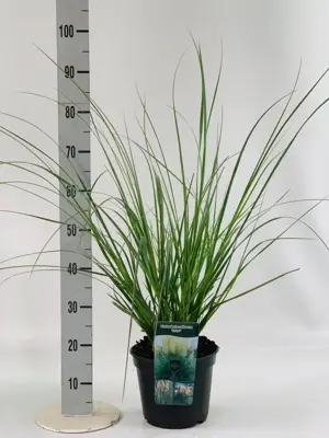 Cortaderia selloana 'Evita' (Pampasgras) 110cm - afbeelding 2