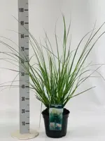 Cortaderia selloana 'Evita' (Pampasgras) 110cm - afbeelding 2