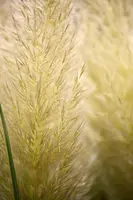 Cortaderia selloana 'Evita'® (Pampasgras 'Evita') - afbeelding 2