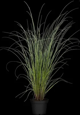Cortaderia selloana 'Evita'® (Pampasgras 'Evita') - afbeelding 6