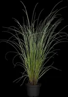 Cortaderia selloana 'Evita'® (Pampasgras 'Evita') - afbeelding 6