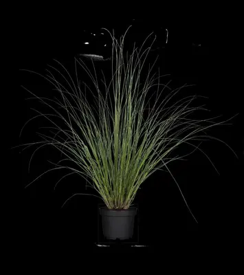 Cortaderia selloana 'Evita'® (Pampasgras 'Evita') - afbeelding 7