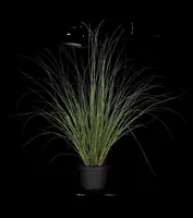 Cortaderia selloana 'Evita'® (Pampasgras 'Evita') - afbeelding 7