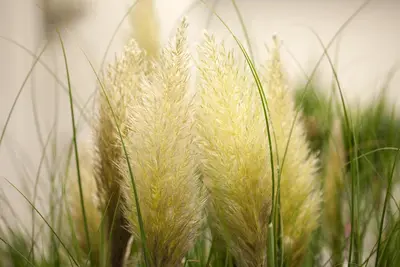 Cortaderia selloana 'Evita'® (Pampasgras 'Evita') - afbeelding 3