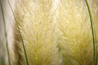 Cortaderia selloana 'Evita'® (Pampasgras 'Evita') - afbeelding 4