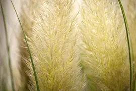 Cortaderia selloana 'Evita'® (Pampasgras 'Evita') - afbeelding 4