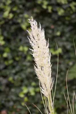 Cortaderia selloana (Pampasgras) - afbeelding 5