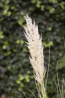 Cortaderia selloana (Pampasgras) - afbeelding 5