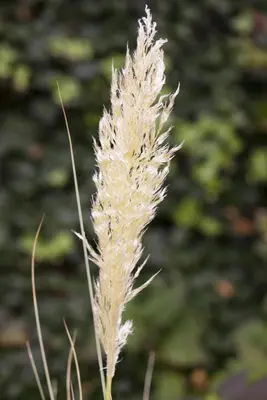 Cortaderia selloana (Pampasgras) - afbeelding 6