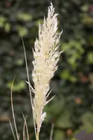 Cortaderia selloana (Pampasgras) - afbeelding 6