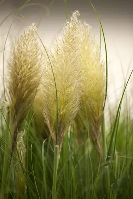 Cortaderia selloana (Pampasgras) - afbeelding 10