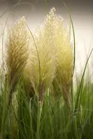 Cortaderia selloana (Pampasgras) - afbeelding 10