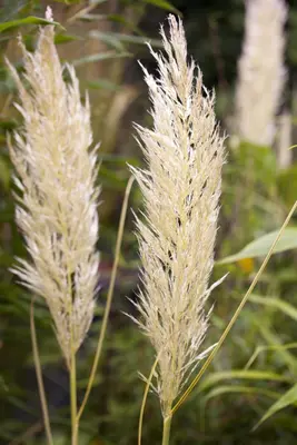 Cortaderia selloana (Pampasgras) - afbeelding 12