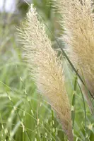 Cortaderia selloana (Pampasgras) - afbeelding 15