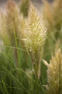 Cortaderia selloana (Pampasgras) - afbeelding 16