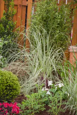 Cortaderia selloana (Pampasgras) - afbeelding 18