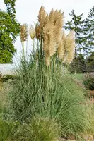 Cortaderia selloana (Pampasgras) - afbeelding 21
