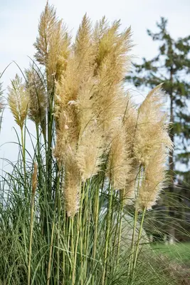 Cortaderia selloana (Pampasgras) - afbeelding 25
