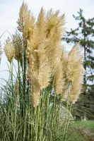 Cortaderia selloana (Pampasgras) - afbeelding 25