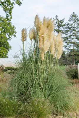 Cortaderia selloana (Pampasgras) - afbeelding 26