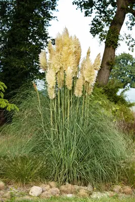 Cortaderia selloana (Pampasgras) - afbeelding 29
