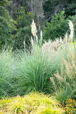 Cortaderia selloana (Pampasgras) - afbeelding 30