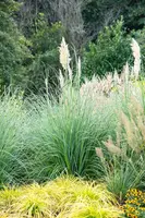 Cortaderia selloana (Pampasgras) - afbeelding 30