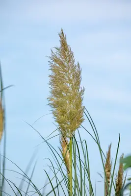 Cortaderia selloana (Pampasgras) - afbeelding 31
