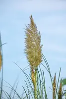 Cortaderia selloana (Pampasgras) - afbeelding 31