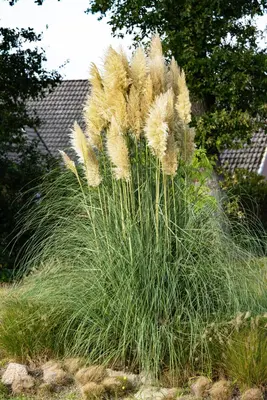 Cortaderia selloana (Pampasgras) - afbeelding 37