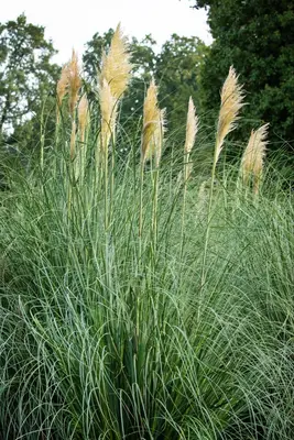 Cortaderia selloana (Pampasgras) - afbeelding 39