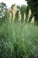 Cortaderia selloana (Pampasgras) - afbeelding 39
